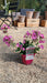 Silene 'Rolly's Favourite'