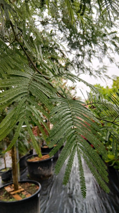 Acacia dealbata
