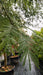 Acacia dealbata