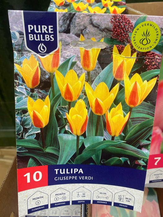 Tulipa Giuseppe Verdi