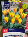 Tulipa Giuseppe Verdi
