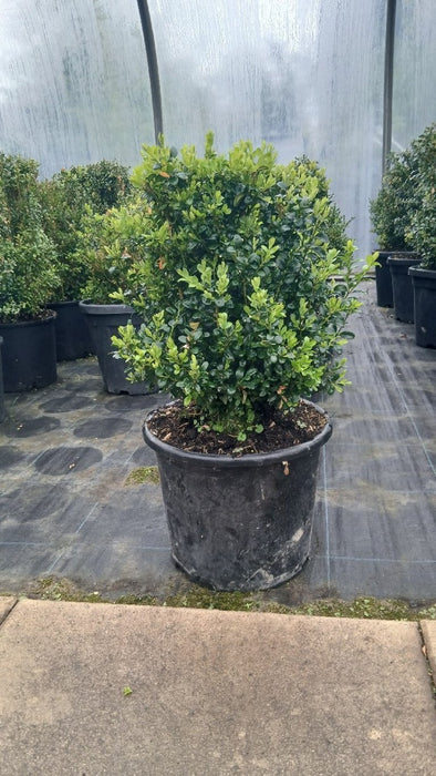 Buxus sempervirens
