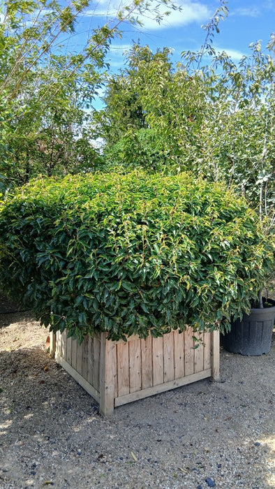 Prunus lusitanica 'Angustifolia'