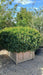 Prunus lusitanica 'Angustifolia'