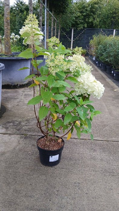 Hydrangea pan. 'Limelight' 5lt