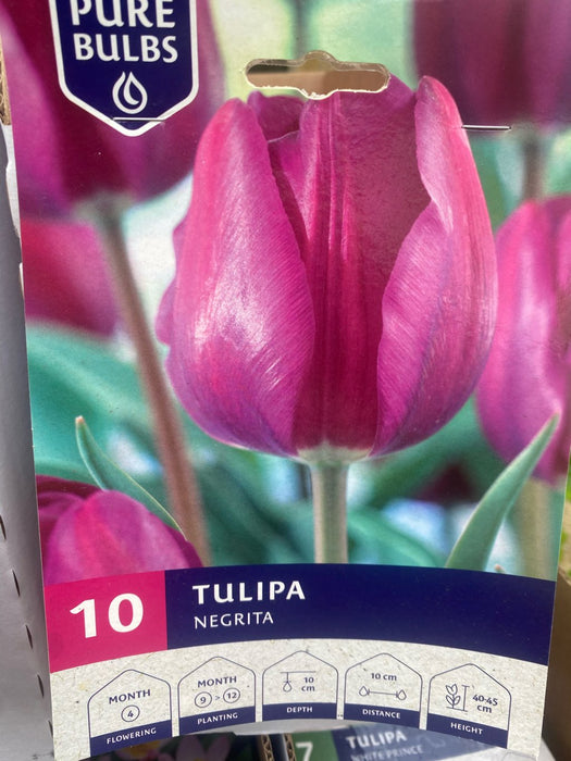 Tulipa Negrita