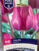 Tulipa Negrita