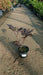 Actaea simplex