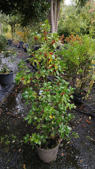 Ilex meserv. Heckenfee