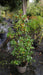 Ilex meserv. Heckenfee