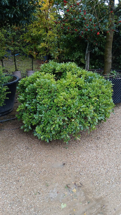 Pittosporum tob. 'Nanum'
