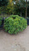 Pittosporum tob. 'Nanum'