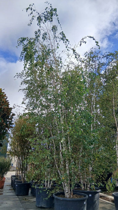 Betula pubescens