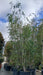 Betula pubescens