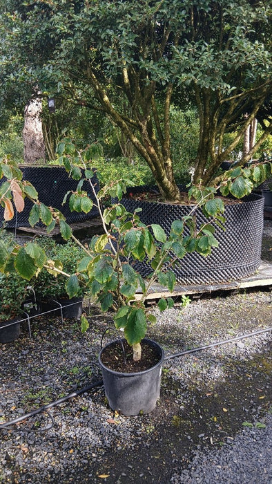 Hamamelis int. 'Pallida'
