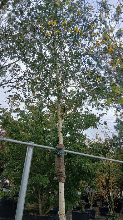 Betula utilis 'Doorenbos'