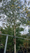 Betula utilis 'Doorenbos'