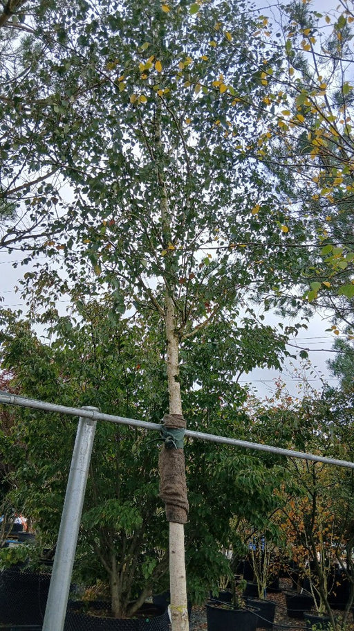 Betula utilis 'Doorenbos' (Himalayan Birch)