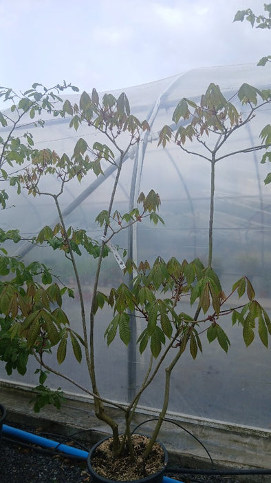 Aesculus parviflora