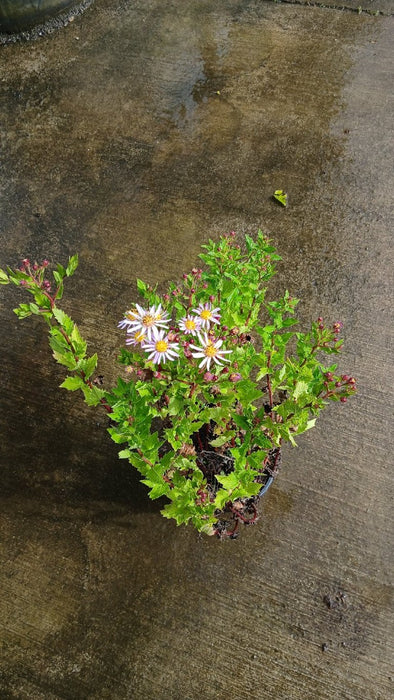 Aster ageratoides 'Asran'