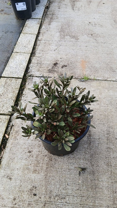 Convolvulus cneorum