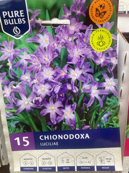 Chionodoxa Luciliae