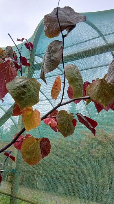 Cercis can. 'Forest Pansy'