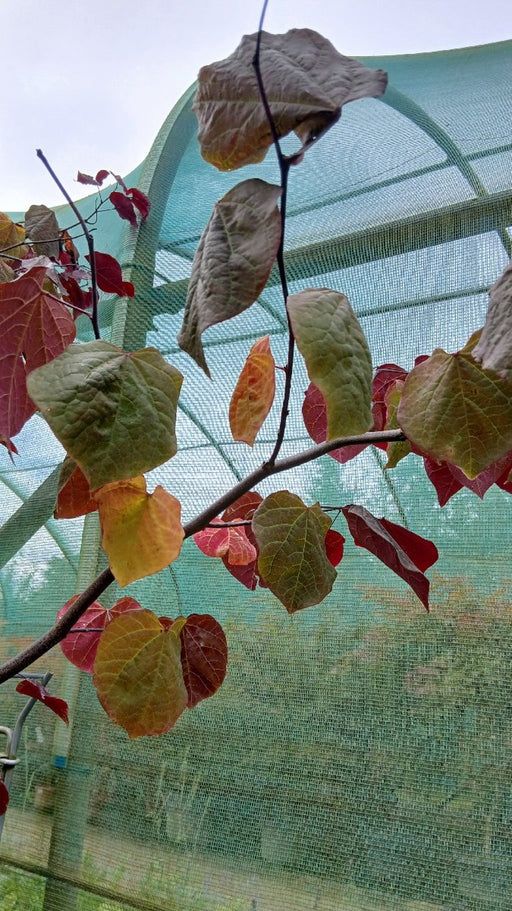 Cercis canadensis 'Forest Pansy'