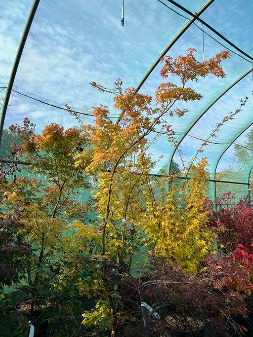 Acer pal. 'Sangokaku'