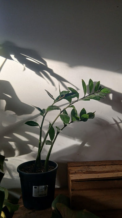 Zamioculas Zamiifolia 