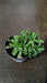 Erigeron gl. 'Sea Breeze'