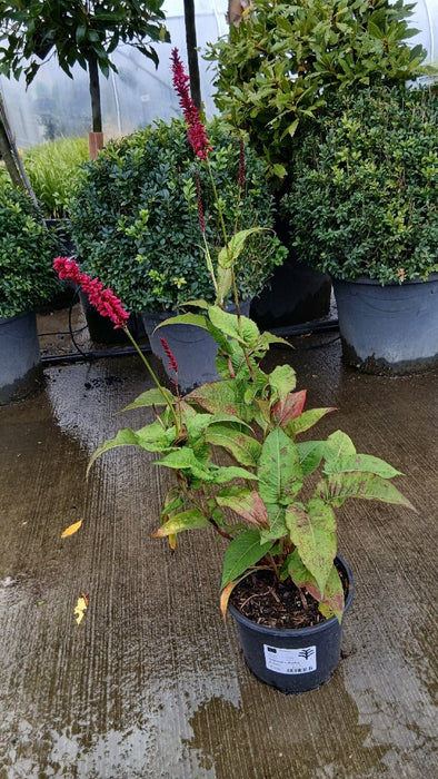 Persicaria a. Bonfire