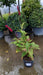 Persicaria a. Bonfire