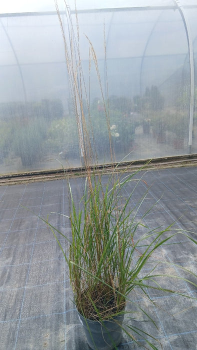 Calamagrostis acut. 'Karl Foerster'