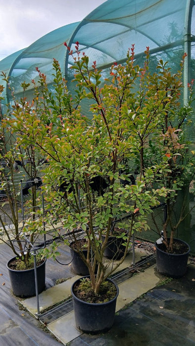 Lagerstroemia i. 'Rosea Nova'