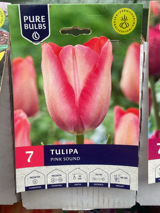 Tulipa Pink Sound