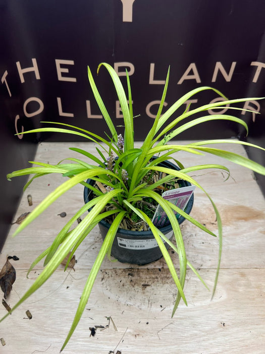 Liriope muscari 'Big Blue'