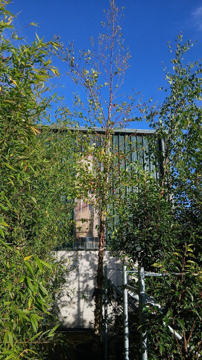 Betula nigra