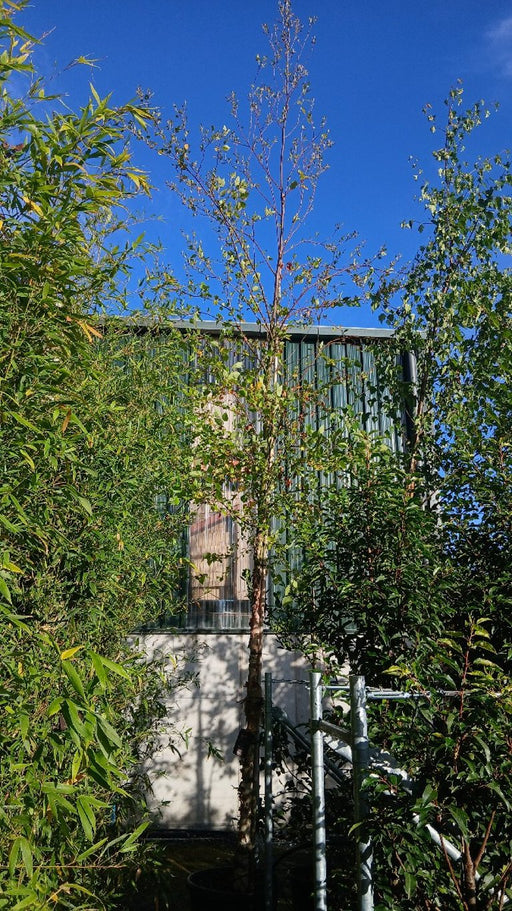 Betula nigra (River Birch)