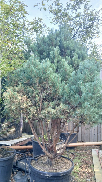 Pinus sylv. 'Watereri'