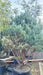 Pinus sylv. 'Watereri'