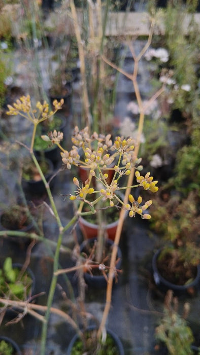 Foeniculum vulgare 'Purpureum'