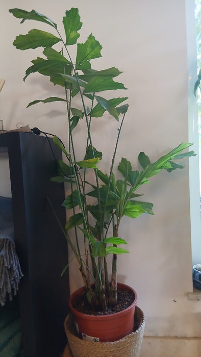 Caryota mitis