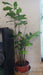Caryota mitis