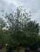 Ilex aquifolium
