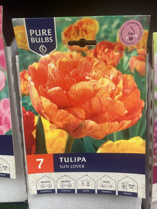 Tulipa Sun Lover