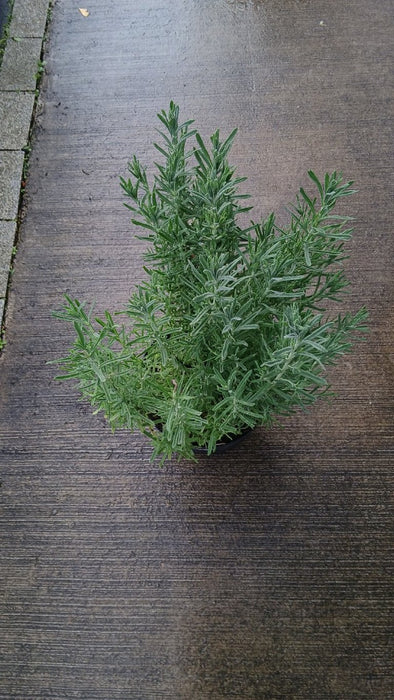 Lavandula ang. 'Hidcote'