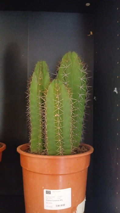 Cactus Canarias Mix