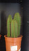 Cactus Canarias Mix