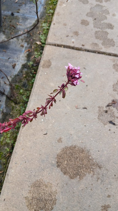 Origanum laevigatum 'Herrenhausen'